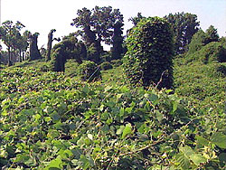 Kudzu Covered Field and Trees